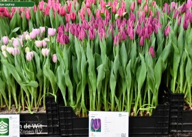 Tulipa Laptop ® (1)